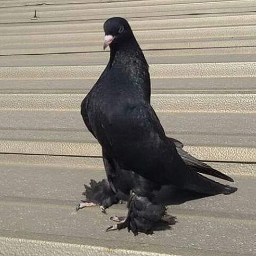 Arap ırkı taklacı güvercin